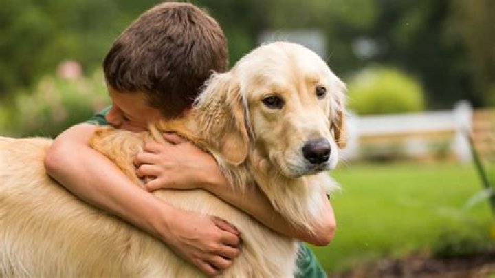 A Loyal Companion And Family Member