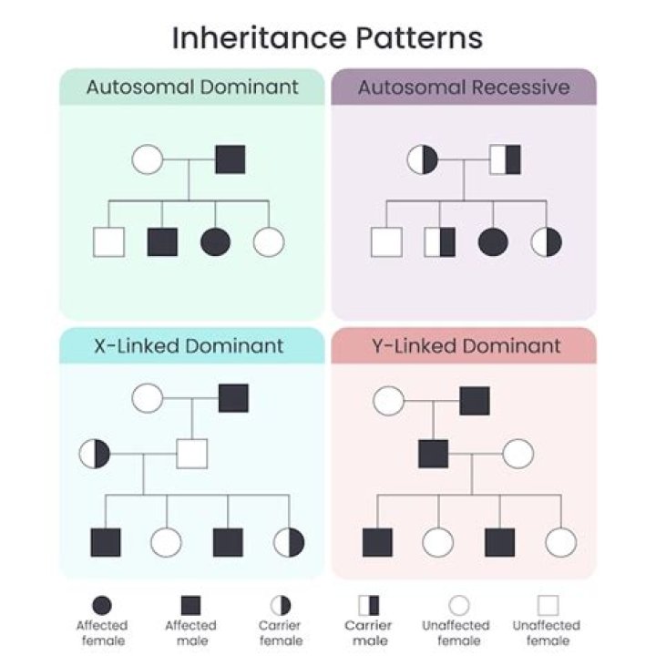 Discover The Impact Of Recessive Alleles On Seed Shape: Understanding Inheritance Patterns