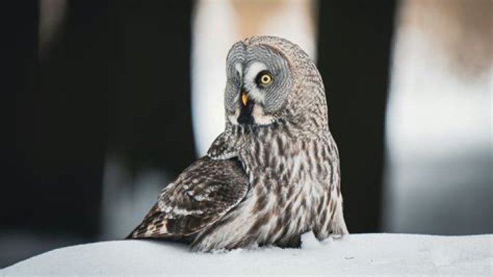 Giant Owls: Meet The World's Largest Owl Species