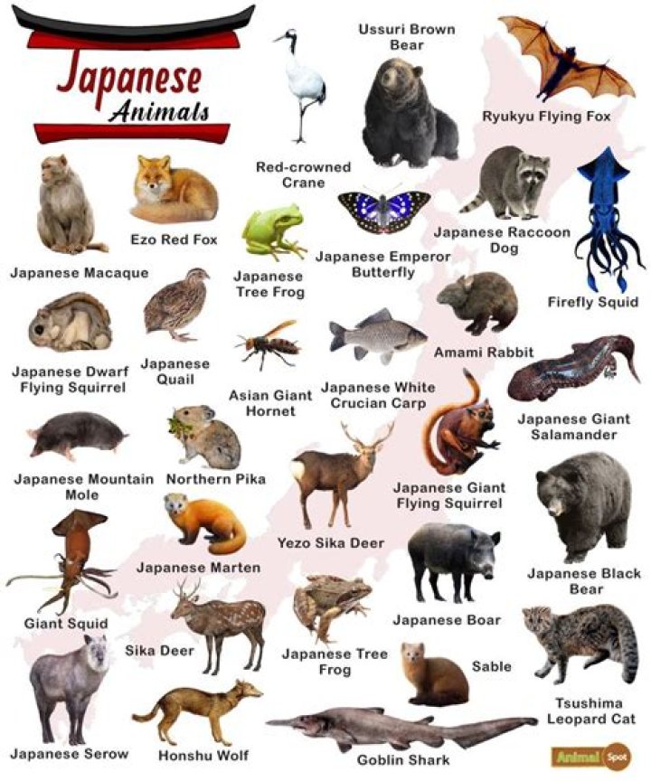 Is Molly Noblitt In Japan? Facts Uncovered