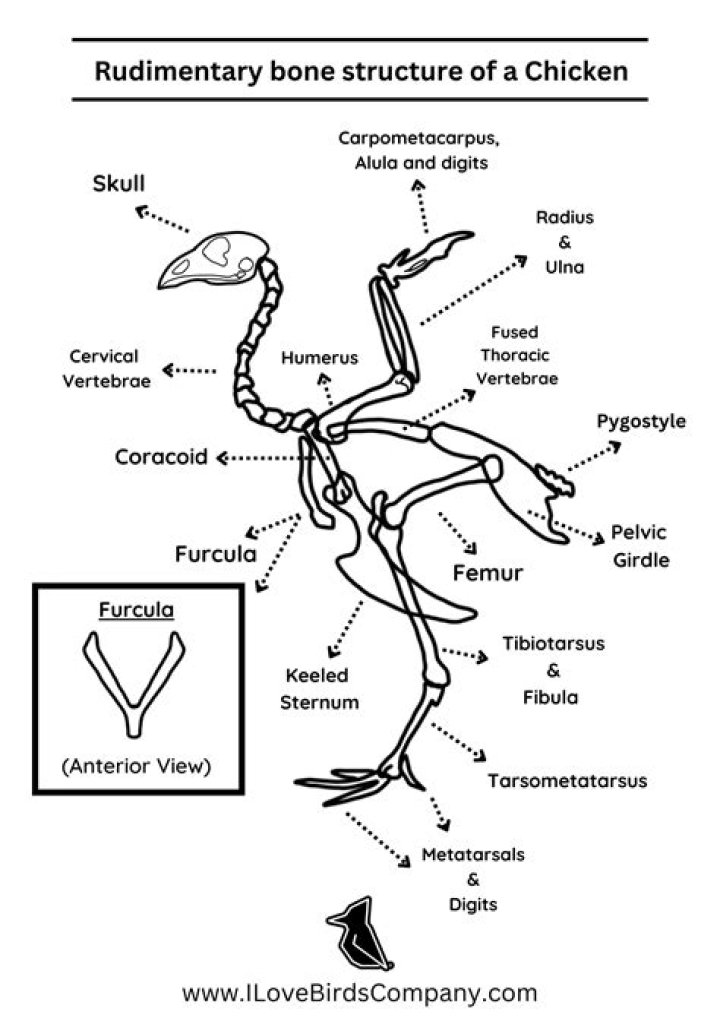 The Complete Guide To Chicken Bone Structure: A Comprehensive Overview