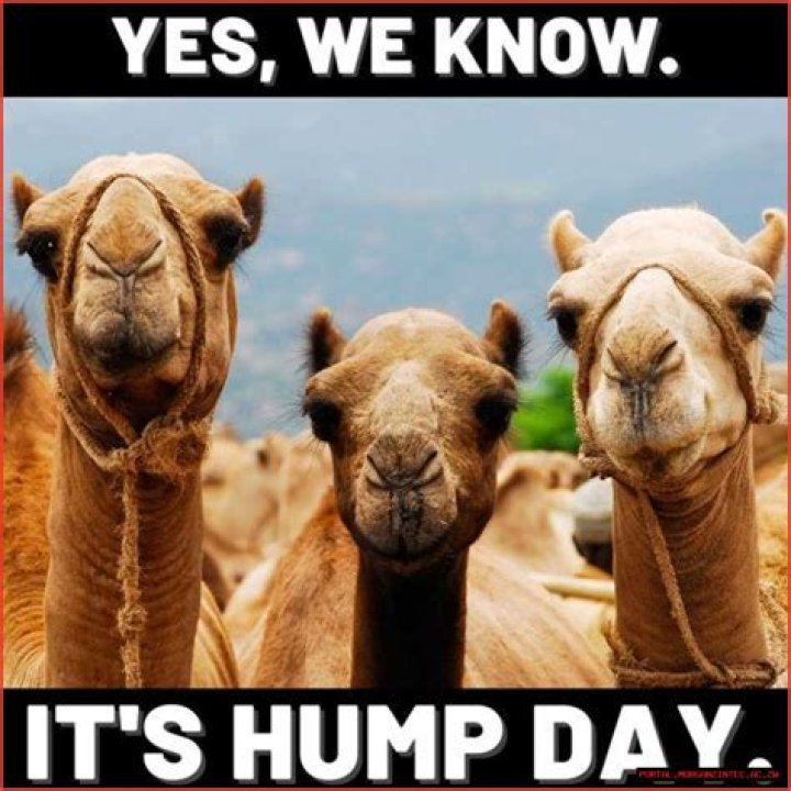 The Funniest Hump Day Memes For Your Wednesday Blues