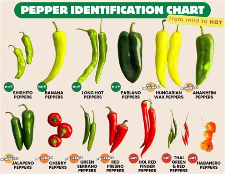 The Ultimate Guide To The Red Hot Chili Peppers And Their Loves