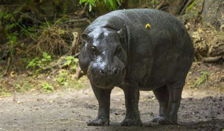 The Unknown Of The World's Most Enigmatic Heavyweight