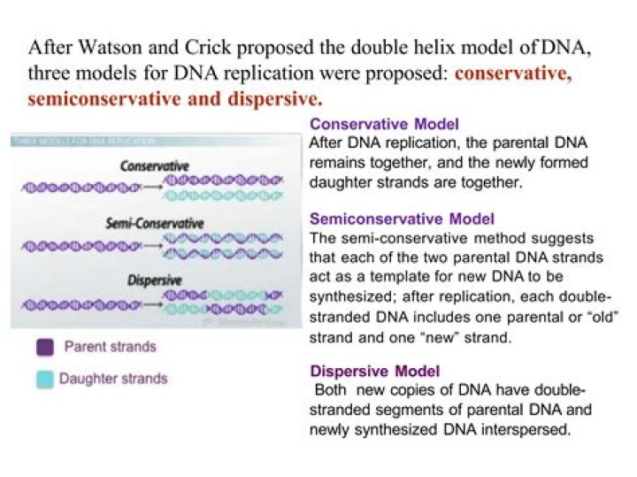 Unraveling The Secrets Of DNA Replication: The Semiconservative Model