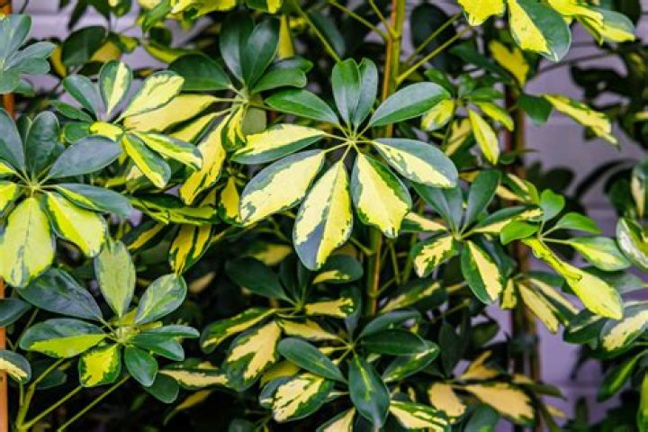 Unveiling The Secrets Of Schefflera's Progeny