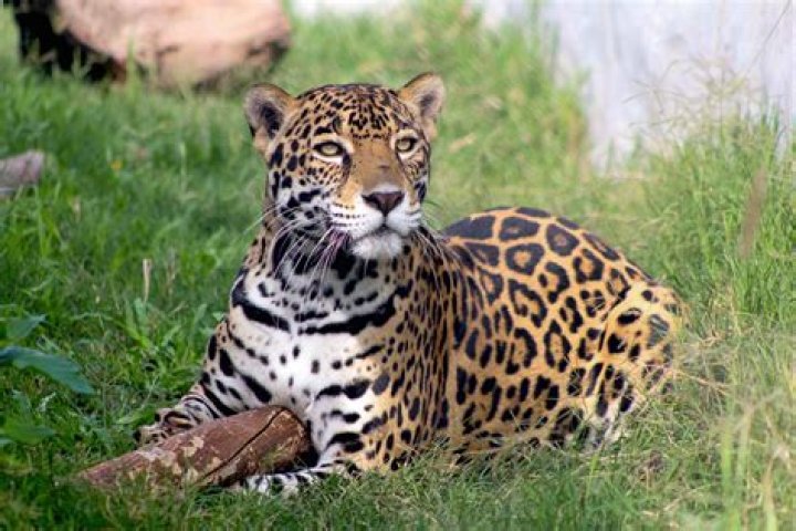 Ver Bucaramanga Jaguares en vivo gratis América de Cali vs. Jaguares EN VIVO ONLINE: dónde y 28 julio 2024
